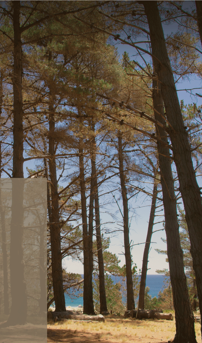 bosque en quintay con vista al mar